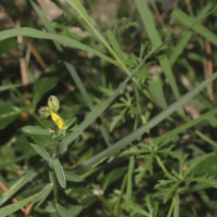 <i>Crotalaria montana</i>  B.Heyne ex Roth
